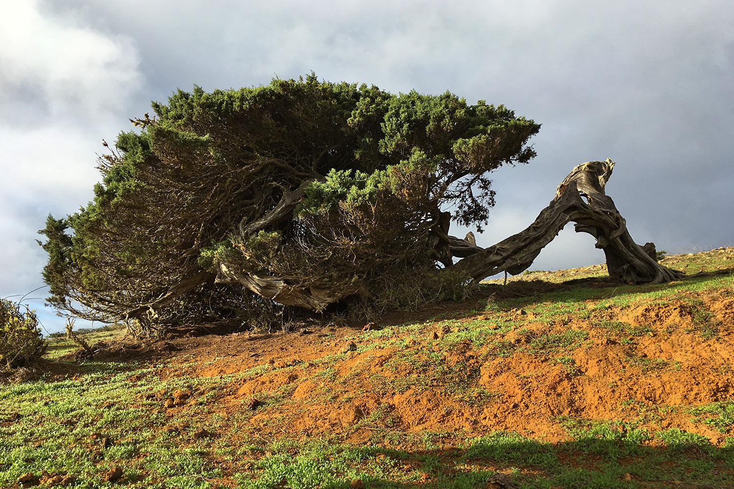 Wacholderbaum im El Sabinar . El Hierro . Kanarische Inseln 2018 (Foto: Manuela Hahnebach)