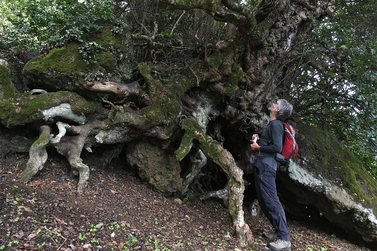 2018-11-kanarische-inseln-IMG_5820mh-el-hierro-camino-de-jinama-mocan-de-los-cochinos Camino de Jinama: Mocán de los Cochinos . Kanarische Inseln 2018 (Foto: Manuela Hahnebach)