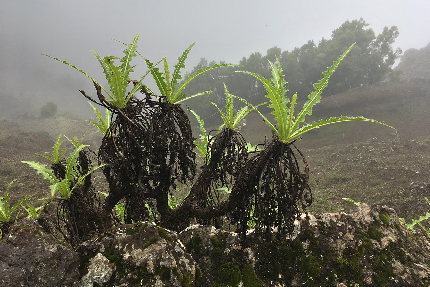 2018-11-kanarische-inseln-IMG_5854mh-el-hierro-mirador-de-jinama-gaensedistel Mirador de Jinama: Ausblick ins Nichts . Kanarische Inseln 2018 (Foto: Manuela Hahnebach)