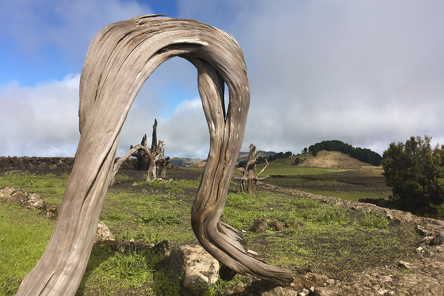 2018-11-kanarische-inseln-IMG_5858mh-el-hierro-mirador-de-jinama-wacholderholz Mirador de Jinama: Wacholderholz . Kanarische Inseln 2018 (Foto: Manuela Hahnebach)
