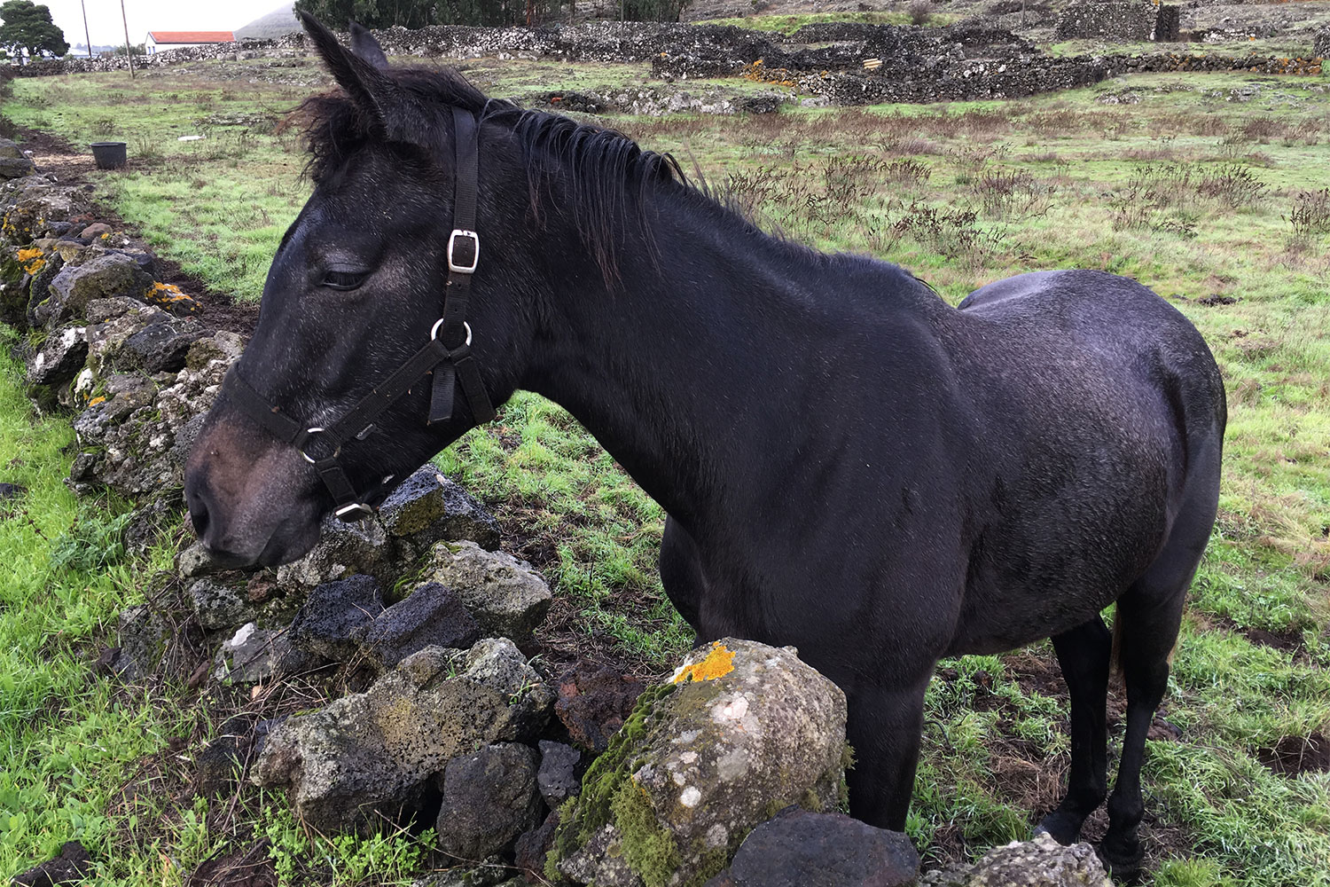 Pferd bei San Andrés . El Hierro . Kanarische Inseln 2018 (Foto: Manuela Hahnebach)