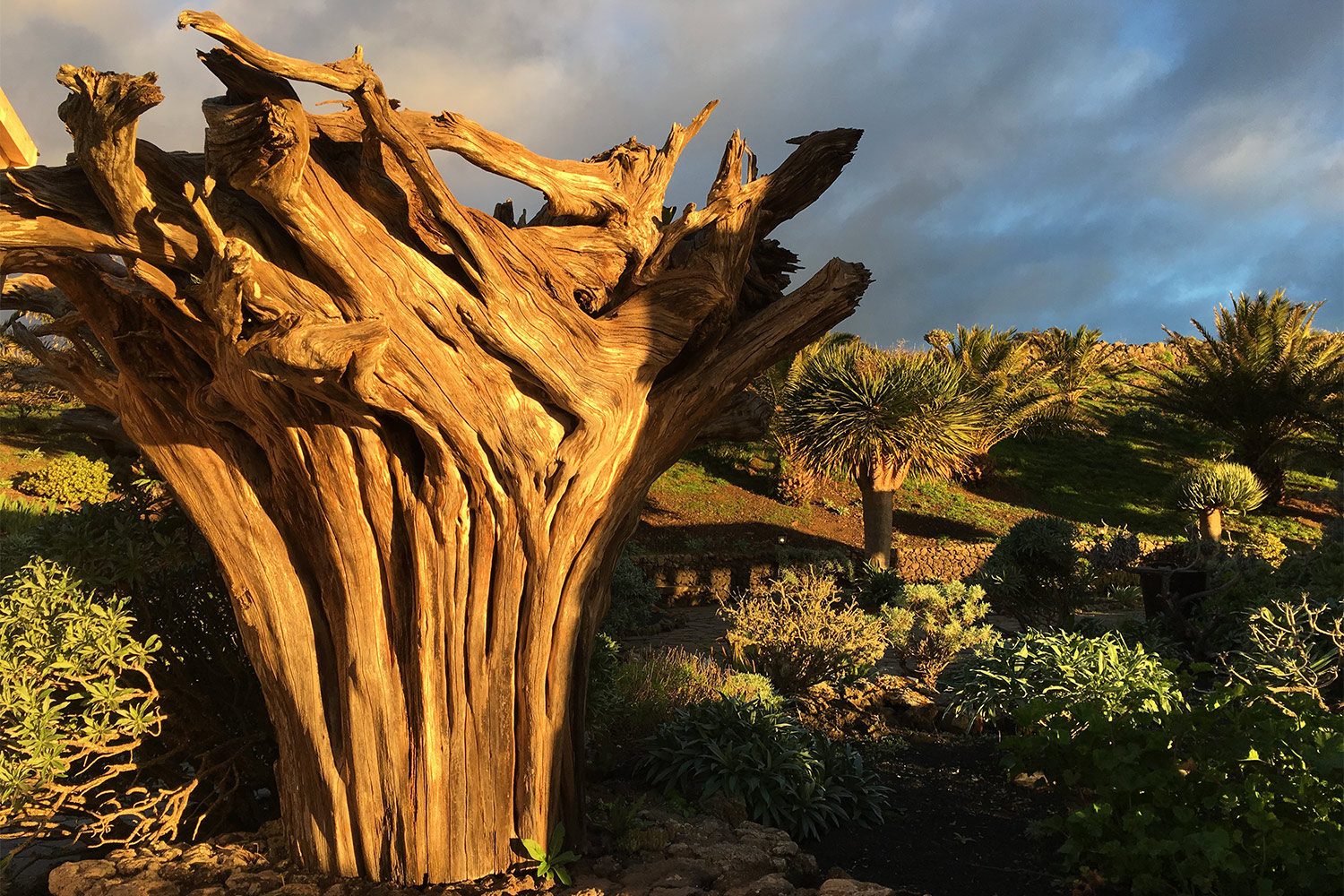 Park am Mirador de la Peña . El Hierro . Kanarische Inseln 2018 (Foto: Manuela Hahnebach)