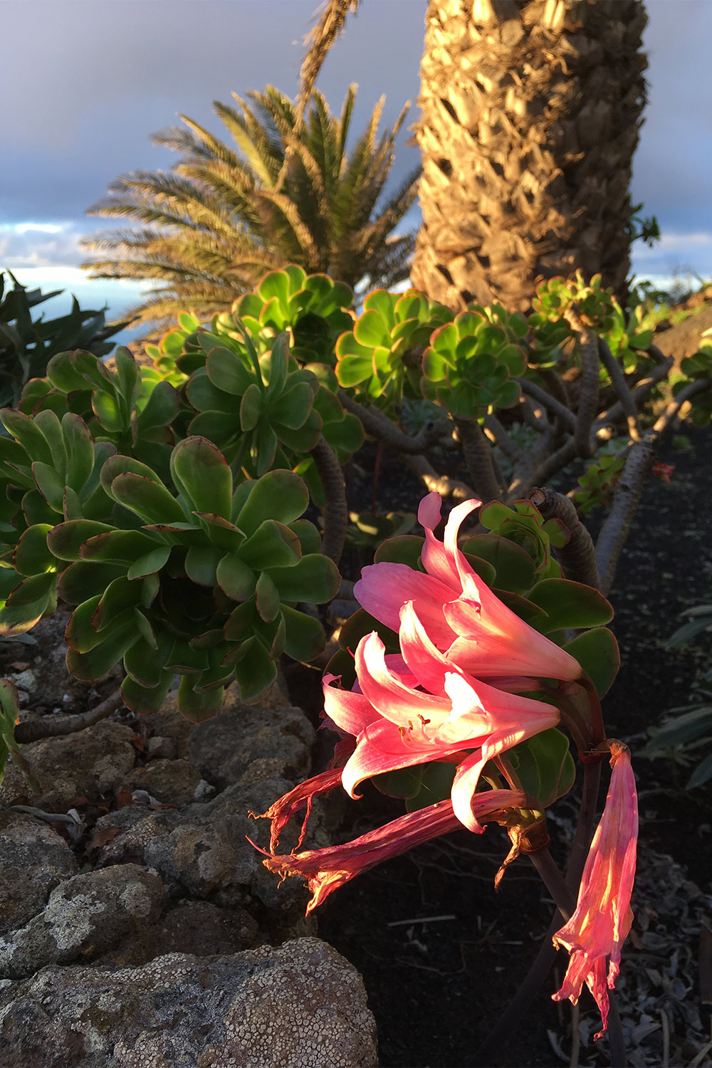 Park am Mirador de la Peña . El Hierro . Kanarische Inseln 2018 (Foto: Manuela Hahnebach)