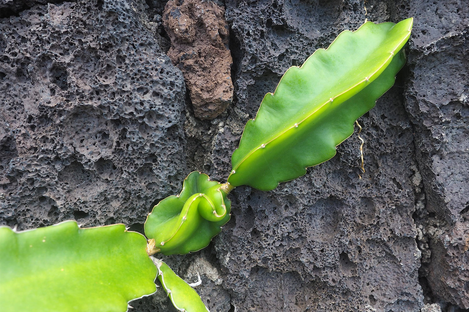 Kaktus an Lavawand in El Pozo de la Salud . El Hierro . Kanarische Inseln 2018 (Foto: Andreas Kuhrt)