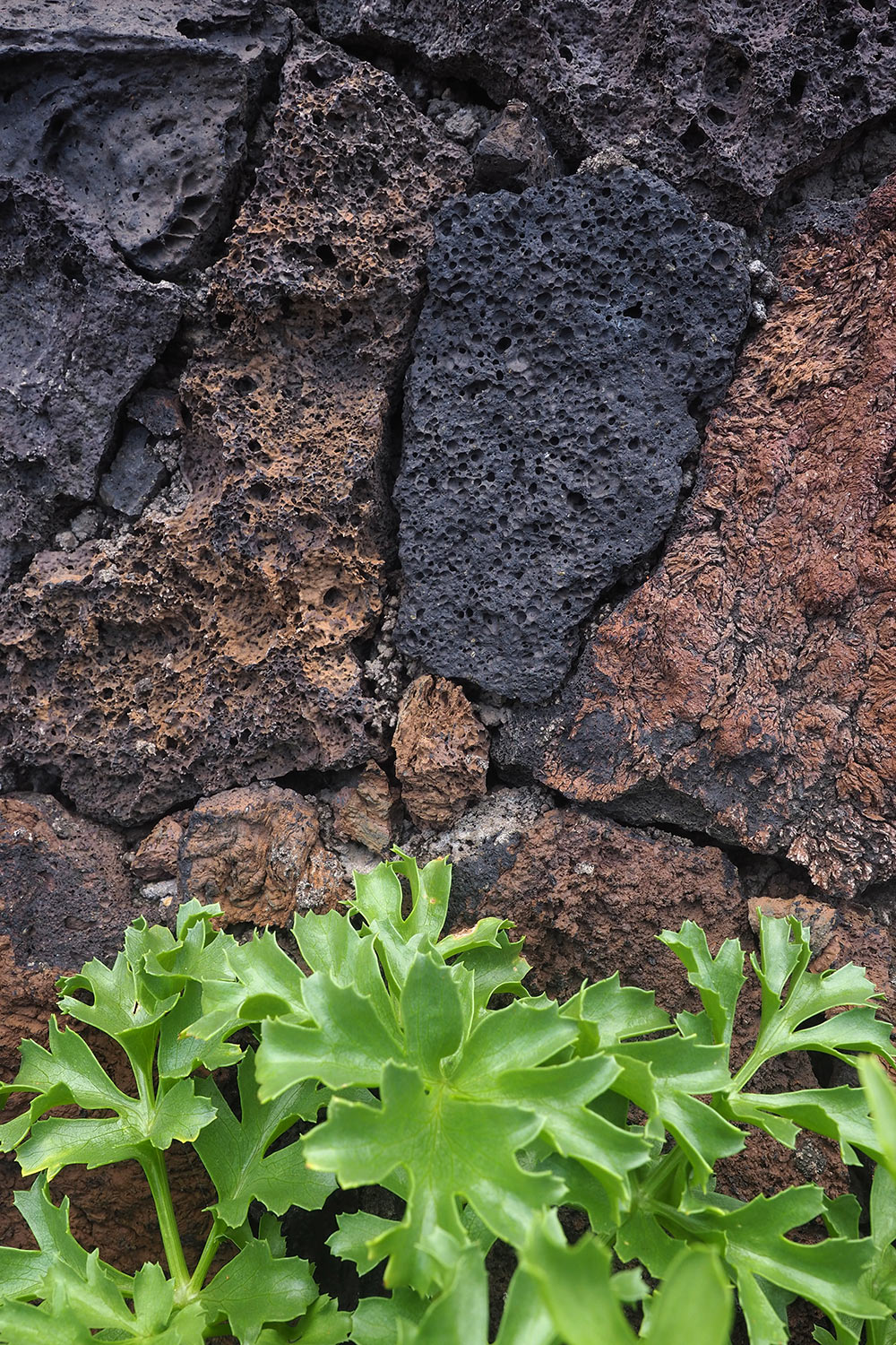 Lavawand in El Pozo de la Salud . El Hierro . Kanarische Inseln 2018 (Foto: Andreas Kuhrt)