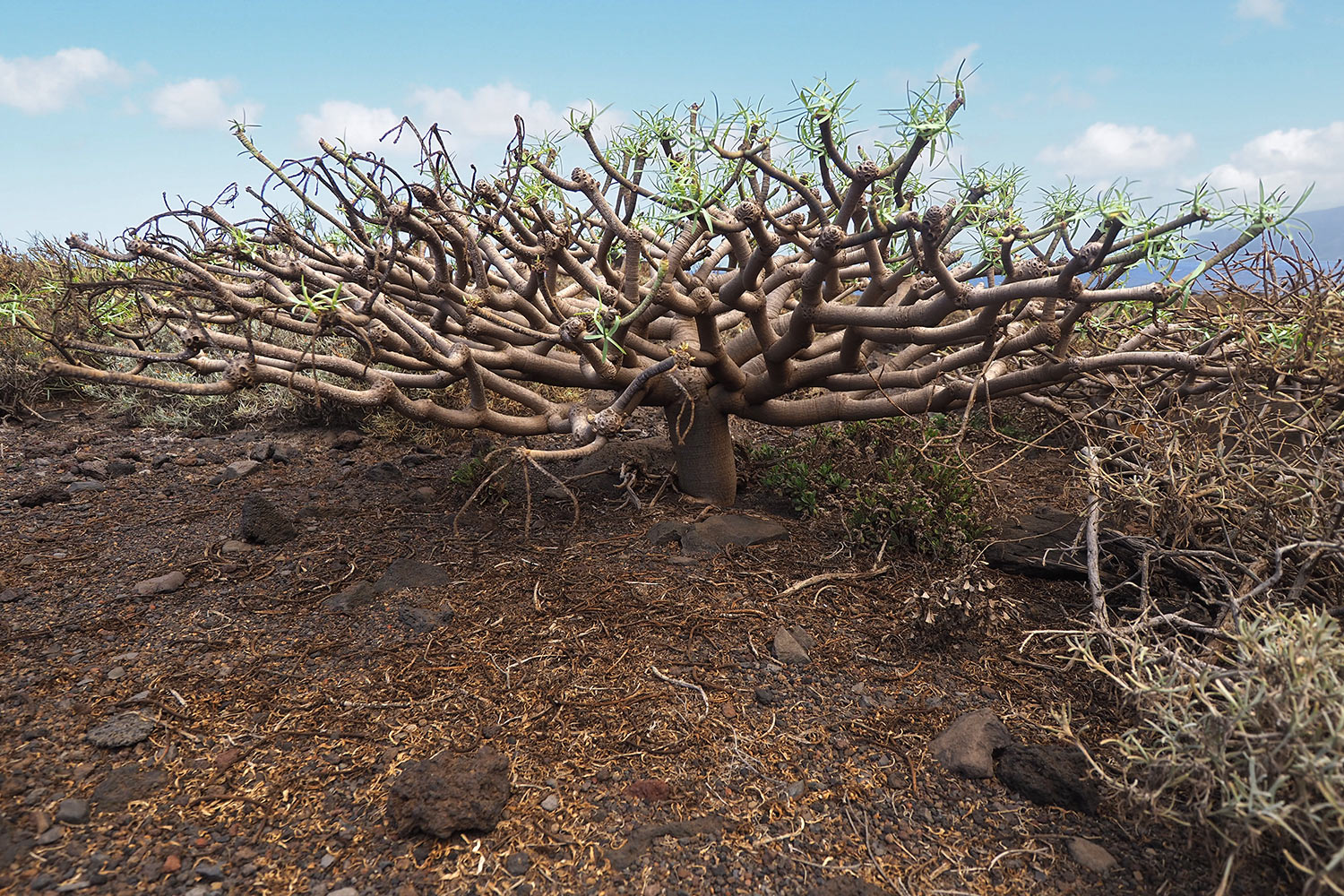 Tabaiba bei Arenas Blancas . El Hierro . Kanarische Inseln 2018 (Foto: Andreas Kuhrt)