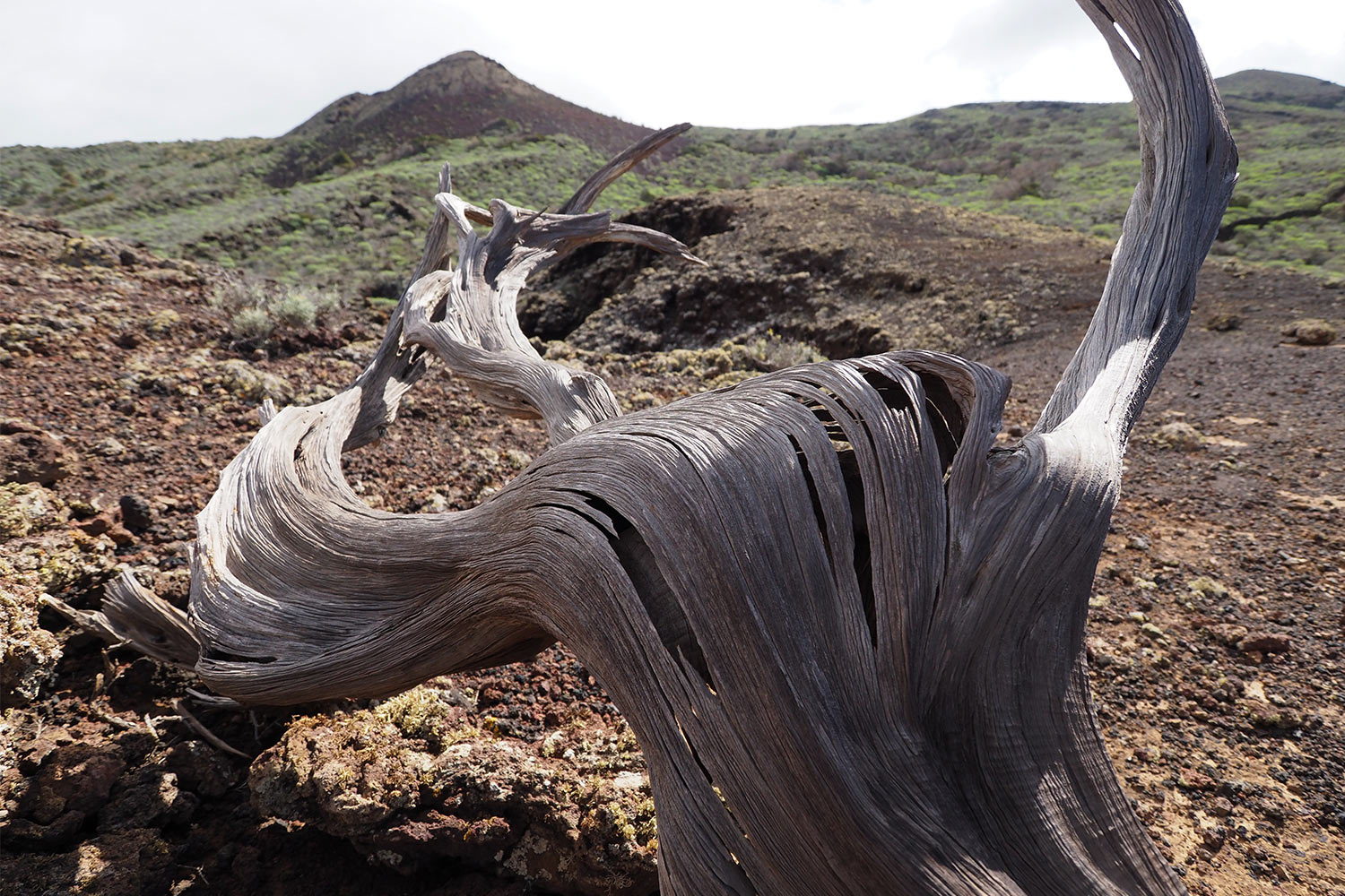 Wacholderholz im Gebiet El Sabinar . El Hierro . Kanarische Inseln 2018 (Foto: Andreas Kuhrt)