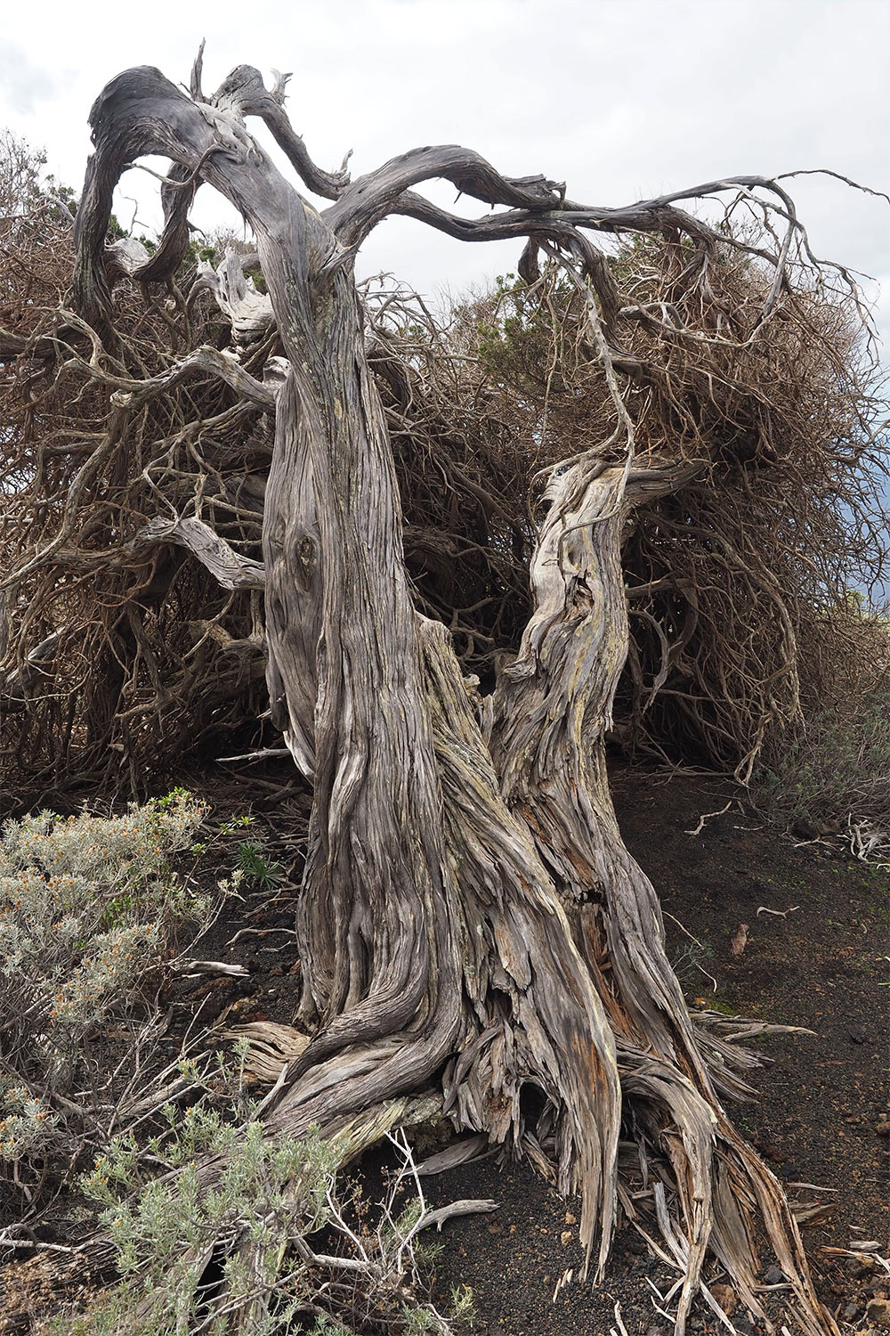 Abgestorbener Wacholderbaum im Gebiet El Sabinar . El Hierro . Kanarische Inseln 2018 (Foto: Andreas Kuhrt)