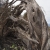 Abgestorbener Wacholderbaum im Gebiet El Sabinar . El Hierro . Kanarische Inseln 2018 (Foto: Andreas Kuhrt)