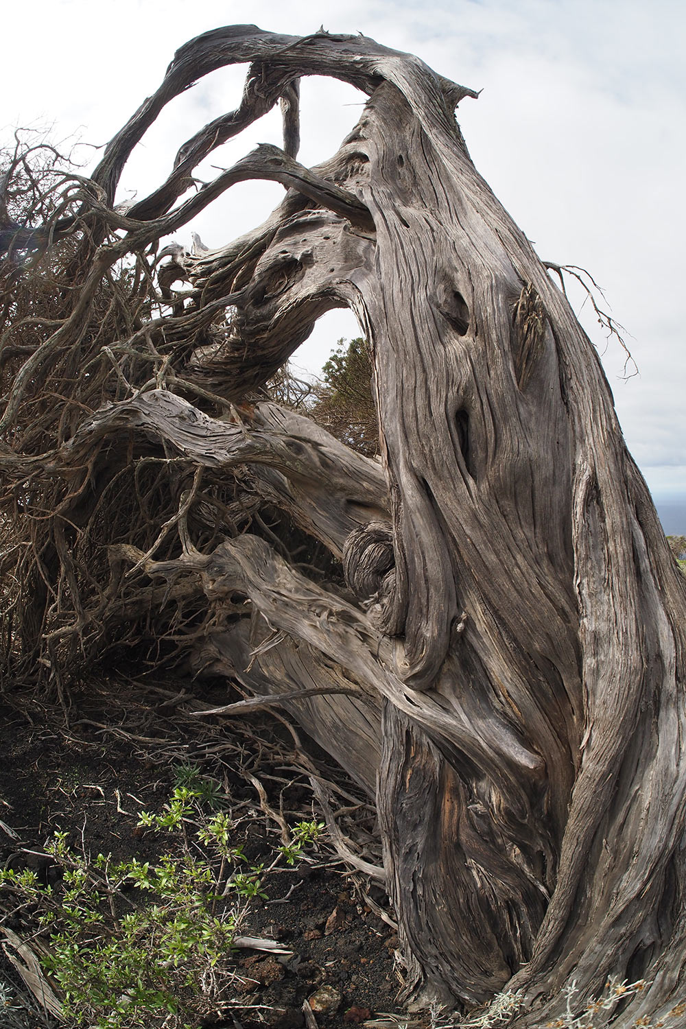 Abgestorbener Wacholderbaum im Gebiet El Sabinar . El Hierro . Kanarische Inseln 2018 (Foto: Andreas Kuhrt)