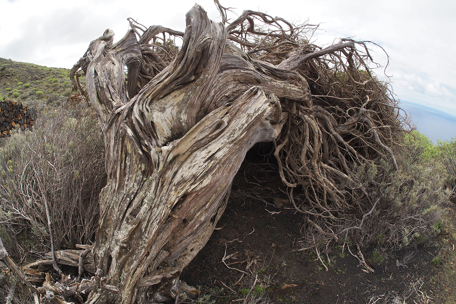Abgestorbener Wacholderbaum im Gebiet El Sabinar . El Hierro . Kanarische Inseln 2018 (Foto: Andreas Kuhrt)