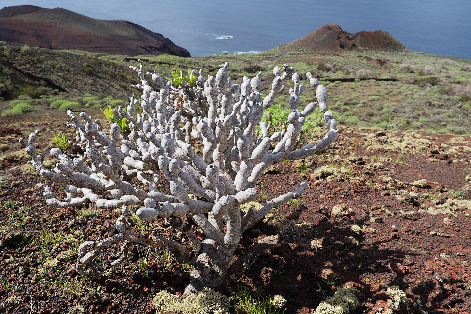Tabaiba-Busch in Vulkanlandschaft La Dehesa . El Hierro . Kanarische Inseln 2018 (Foto: Andreas Kuhrt)