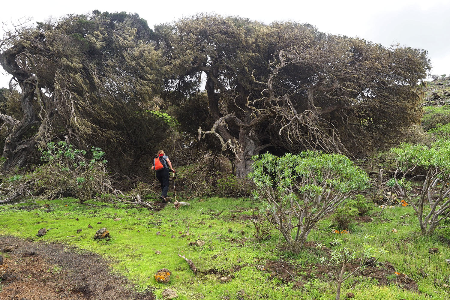 Wacholderwald El Sabinar . El Hierro . Kanarische Inseln 2018 (Foto: Andreas Kuhrt)