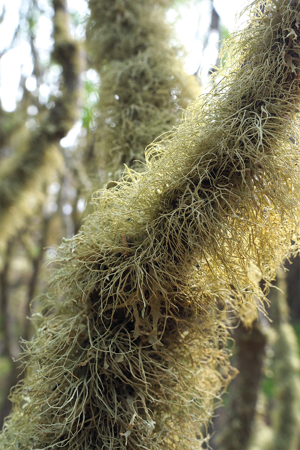 Flechten im Wacholderwald El Sabinar . El Hierro . Kanarische Inseln 2018 (Foto: Andreas Kuhrt)