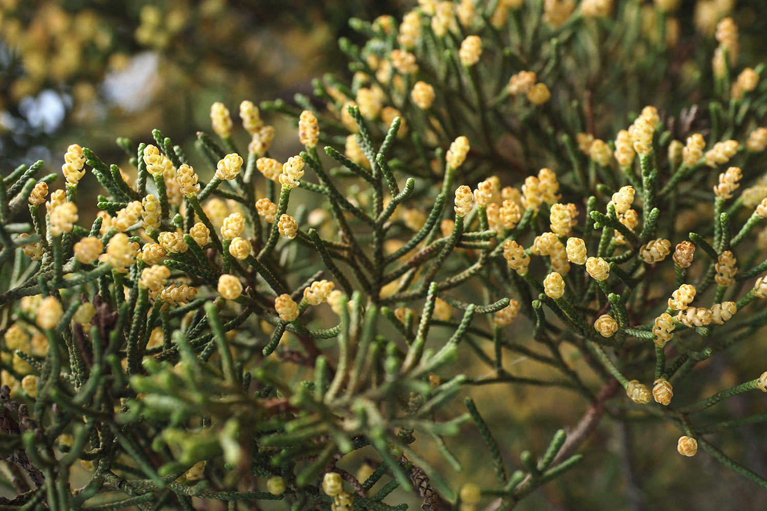 Blütenzapfen des Kanarischen Wacholders . El Hierro . Kanarische Inseln 2018 (Foto: Andreas Kuhrt)