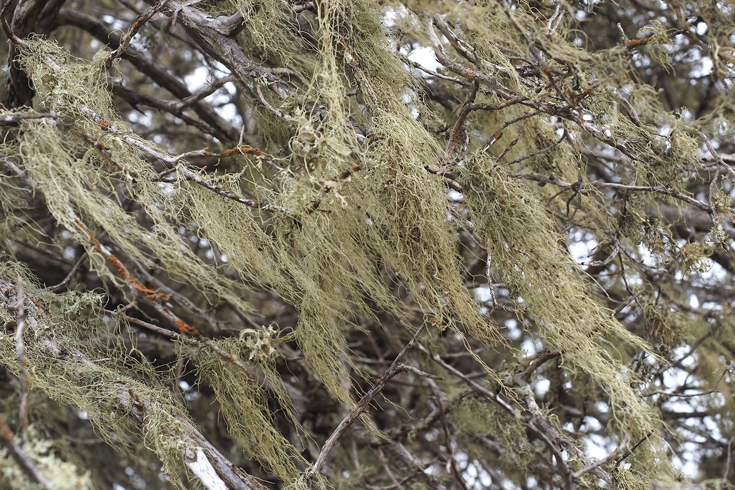 Flechten im Wacholderwald El Sabinar . El Hierro . Kanarische Inseln 2018 (Foto: Andreas Kuhrt)