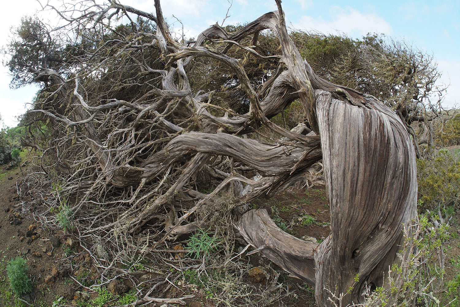 Wacholderbaum im El Sabinar . El Hierro . Kanarische Inseln 2018 (Foto: Andreas Kuhrt)