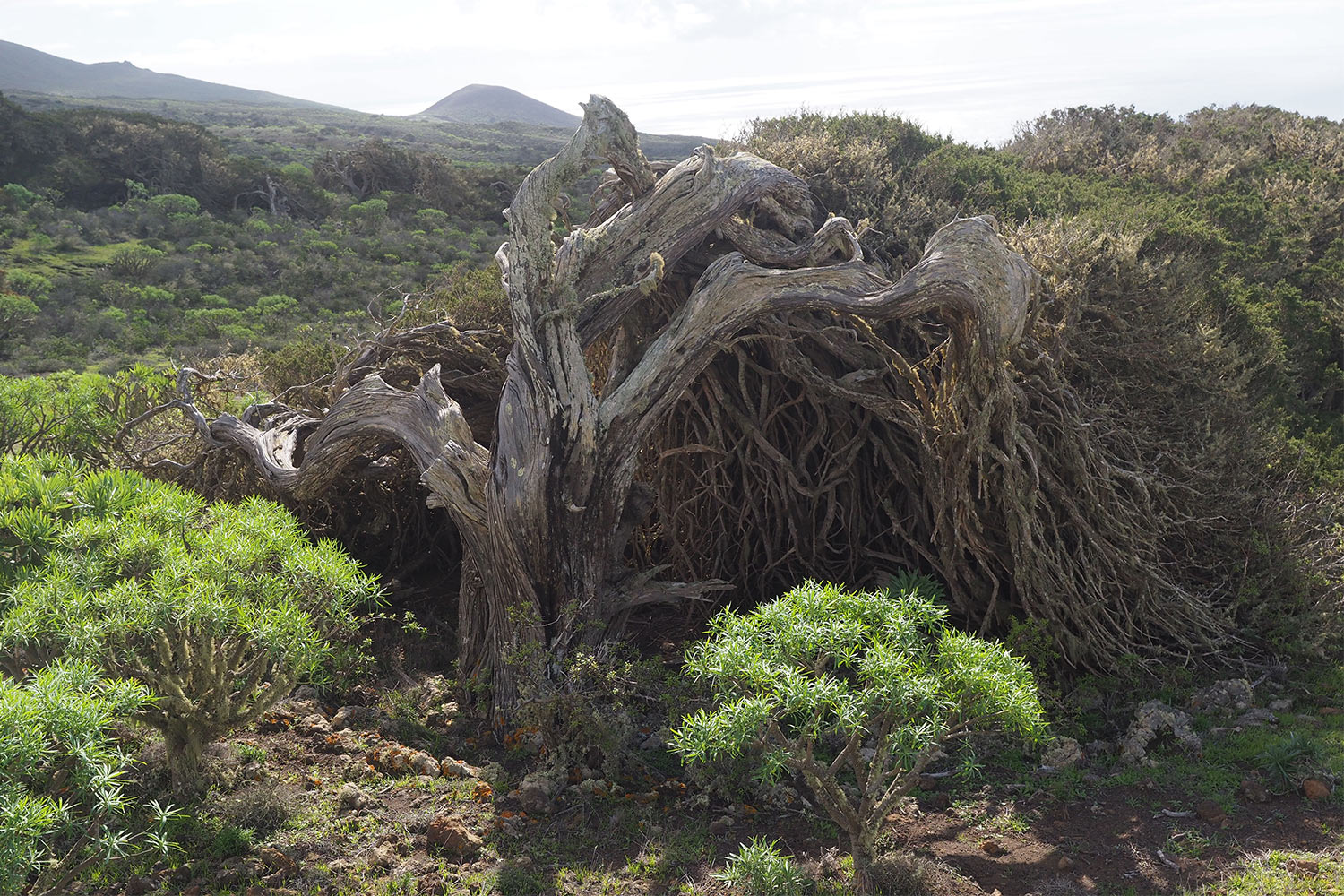 Wacholderbaum in El Sabinar . El Hierro . Kanarische Inseln 2018 (Foto: Andreas Kuhrt)