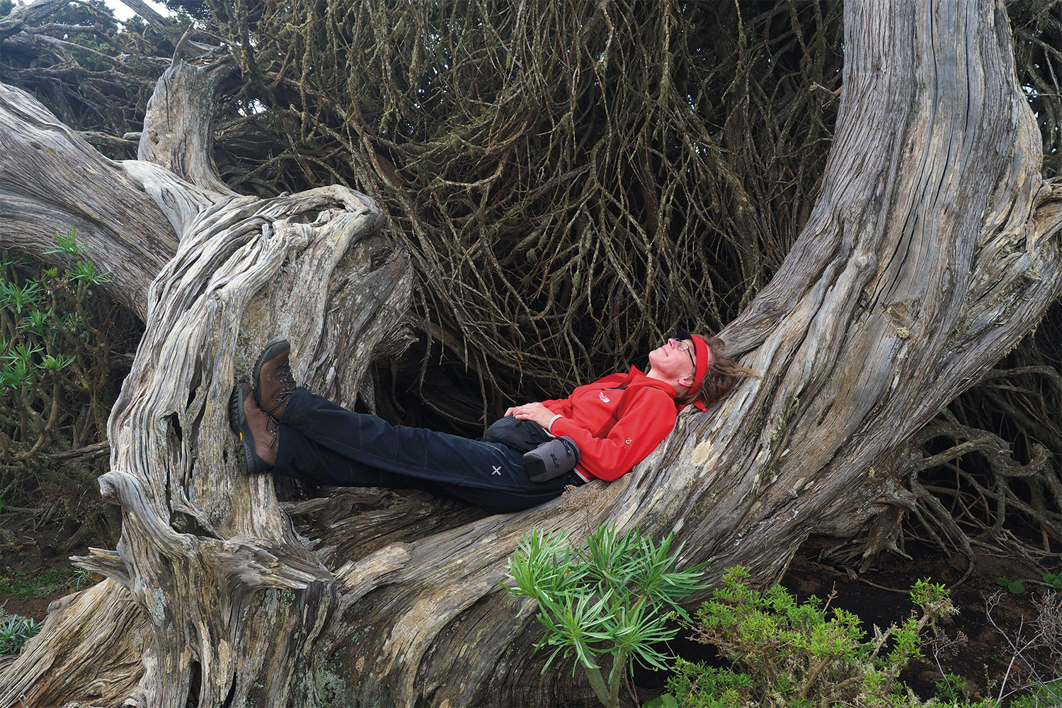 Wacholderbaum im El Sabinar . El Hierro . Kanarische Inseln 2018 (Foto: Andreas Kuhrt)