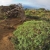 Wacholderbaum im El Sabinar . El Hierro . Kanarische Inseln 2018 (Foto: Andreas Kuhrt)
