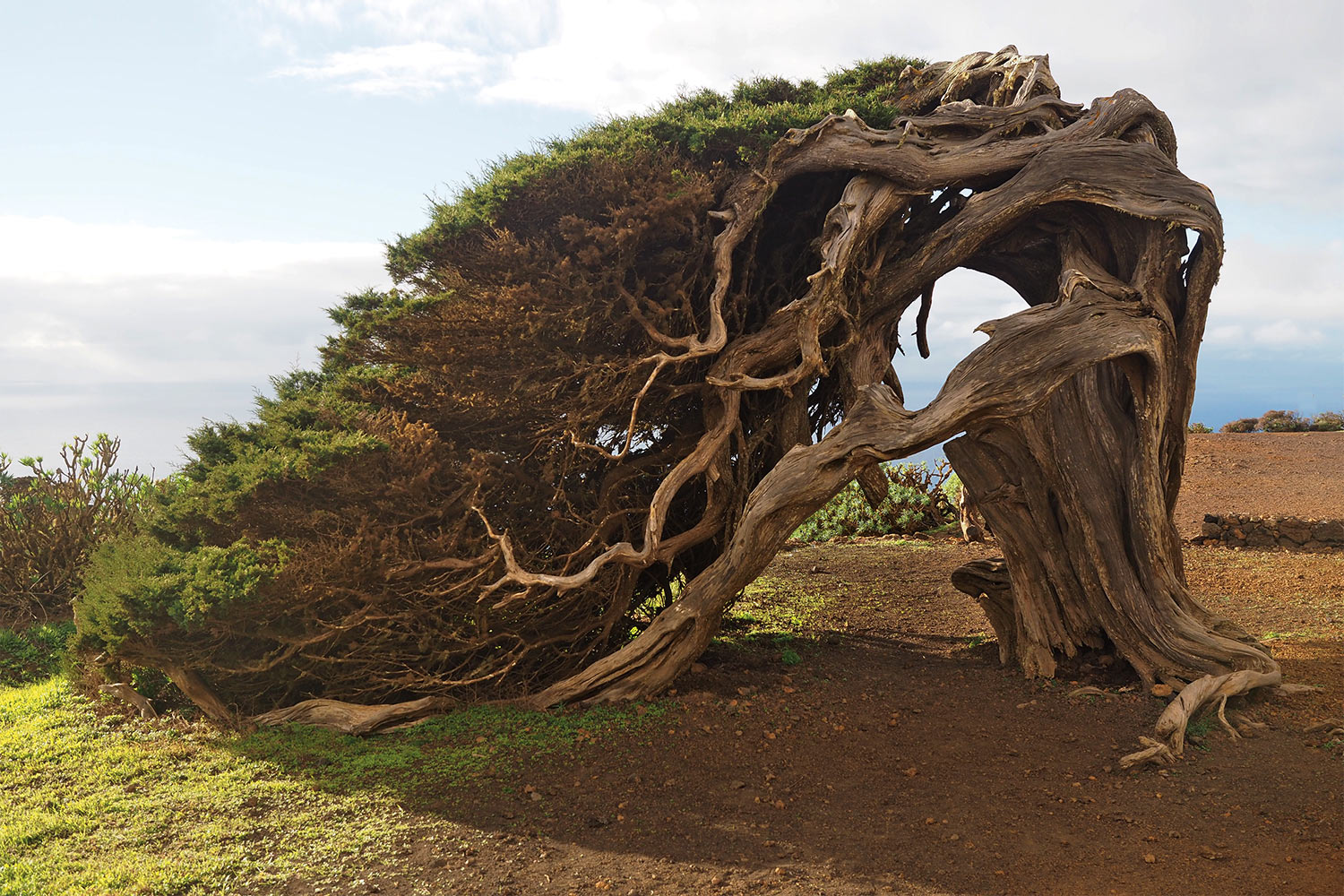El Hierros Wahrzeichen: Wacholderbaum La Sabina . El Hierro . Kanarische Inseln 2018 (Foto: Andreas Kuhrt)