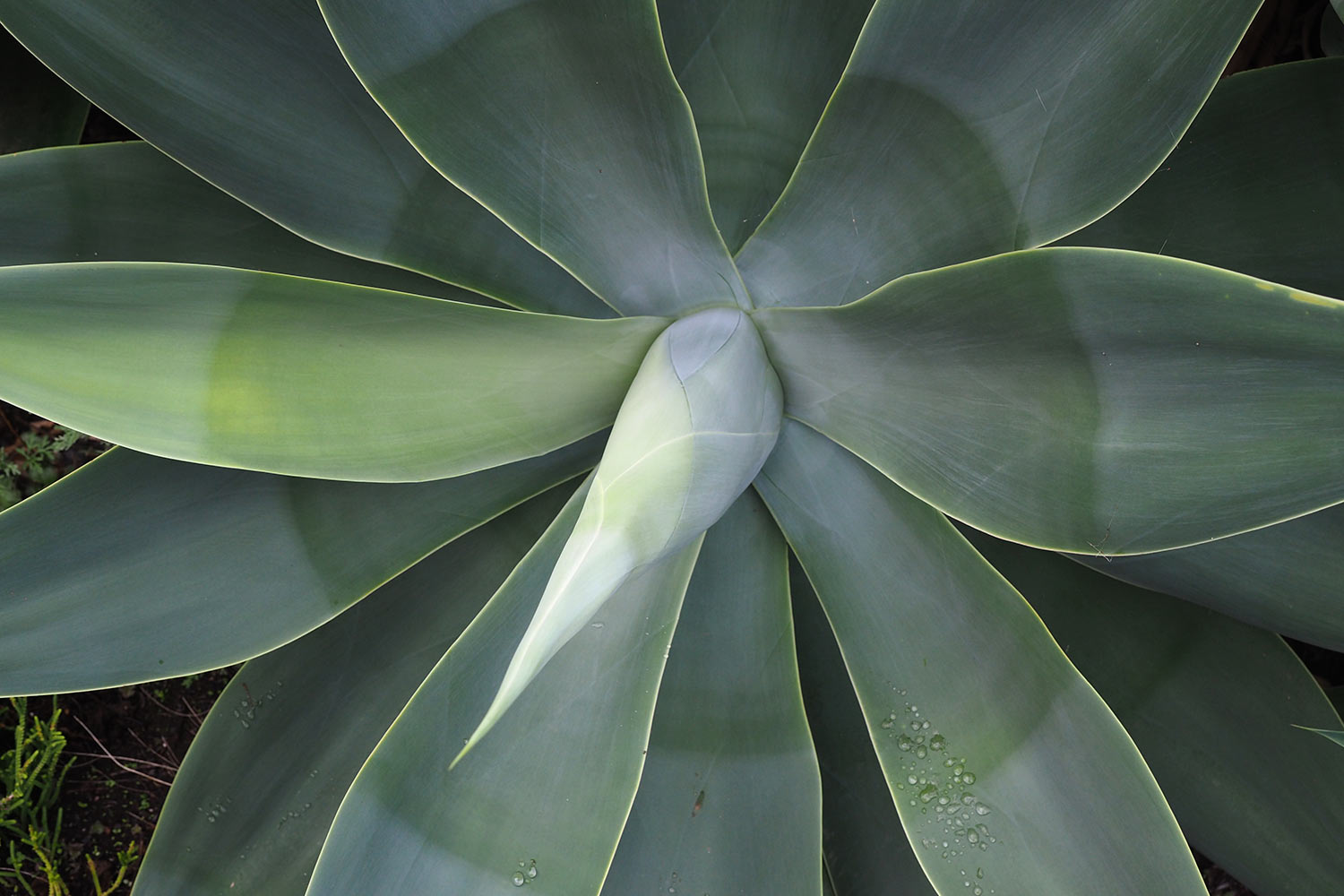2018-11-kanarische-inseln-M0003826ak-el-hierro-el-lunchon-agave Agave an der Straße nach El Lunchón . El Hierro . Kanarische Inseln 2018 (Foto: Andreas Kuhrt)