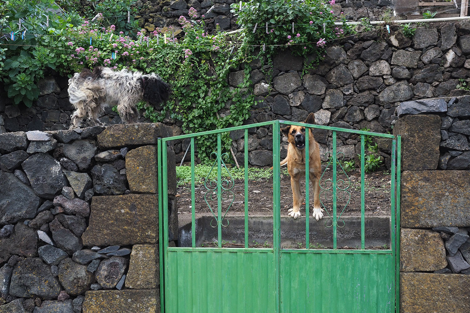 2018-11-kanarische-inseln-M0003828ak-el-hierro-el-lunchon-hunde Hofhunde in El Lunchón . El Hierro . Kanarische Inseln 2018 (Foto: Andreas Kuhrt)