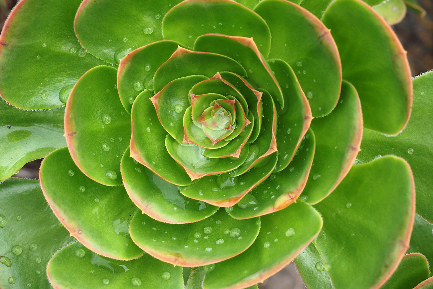 2018-11-kanarische-inseln-M0003846ak-el-hierro-camino-de-jinama-aeonium Aeonium am Camino de Jinama . El Hierro . Kanarische Inseln 2018 (Foto: Andreas Kuhrt)