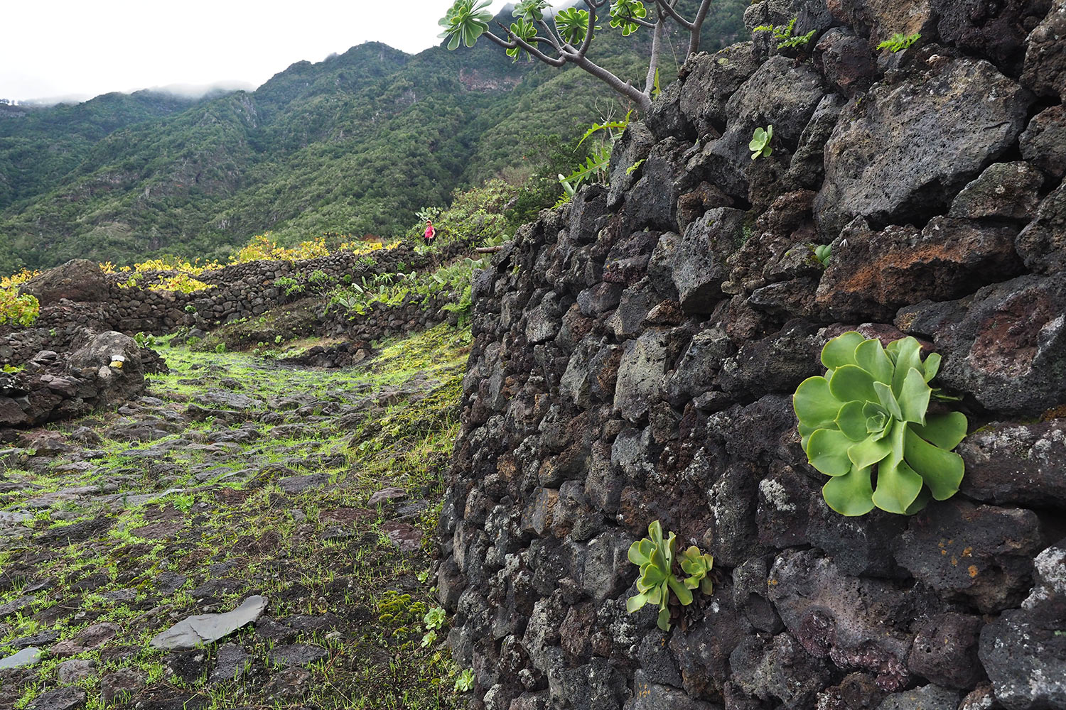 2018-11-kanarische-inseln-M0003854ak-el-hierro-camino-de-jinama-weg Camino de Jinama: Mauern . El Hierro . Kanarische Inseln 2018 (Foto: Andreas Kuhrt)