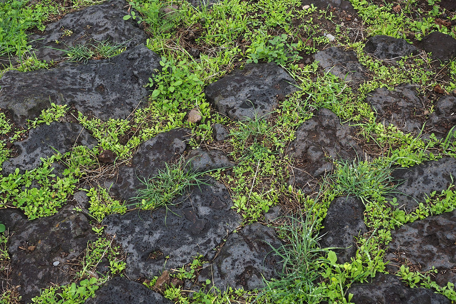 2018-11-kanarische-inseln-M0003855ak-el-hierro-camino-de-jinama-weg Camino de Jinama: Wegpflasterung . El Hierro . Kanarische Inseln 2018 (Foto: Andreas Kuhrt)