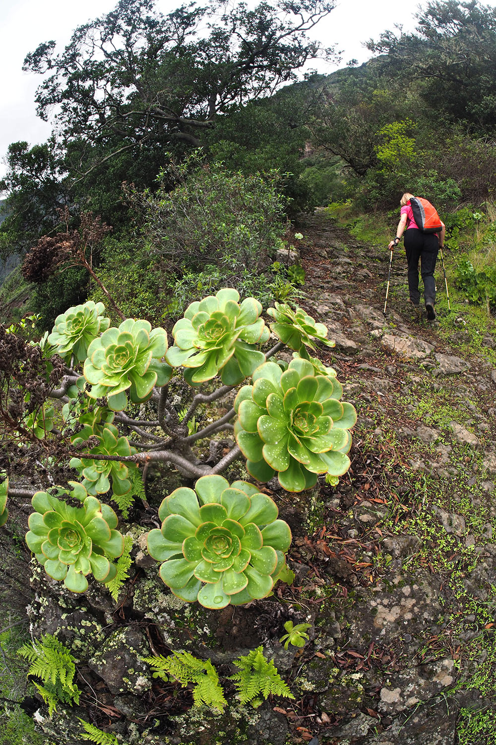 2018-11-kanarische-inseln-M0003863ak-el-hierro-camino-de-jinama-weg Camino de Jinama: Aeonium am Weg . El Hierro . Kanarische Inseln 2018 (Foto: Andreas Kuhrt)