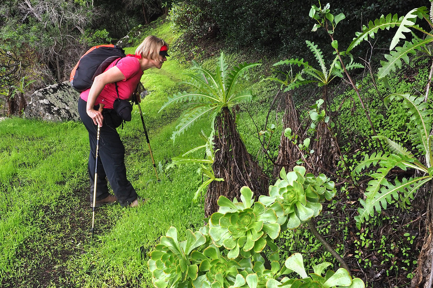 2018-11-kanarische-inseln-M0003871ak-el-hierro-camino-de-jinama-gaensedistel- Camino de Jinama: El Hierro Gänsedistel am Weg . El Hierro . Kanarische Inseln 2018 (Foto: Andreas Kuhrt)
