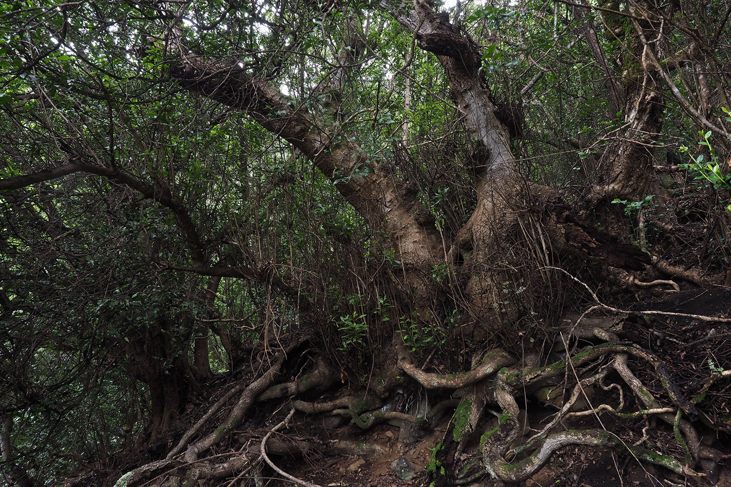 2018-11-kanarische-inseln-M0003873ak-el-hierro-camino-de-jinama-nebelwald Camino de Jinama: Lorbeerwald . El Hierro . Kanarische Inseln 2018 (Foto: Andreas Kuhrt)
