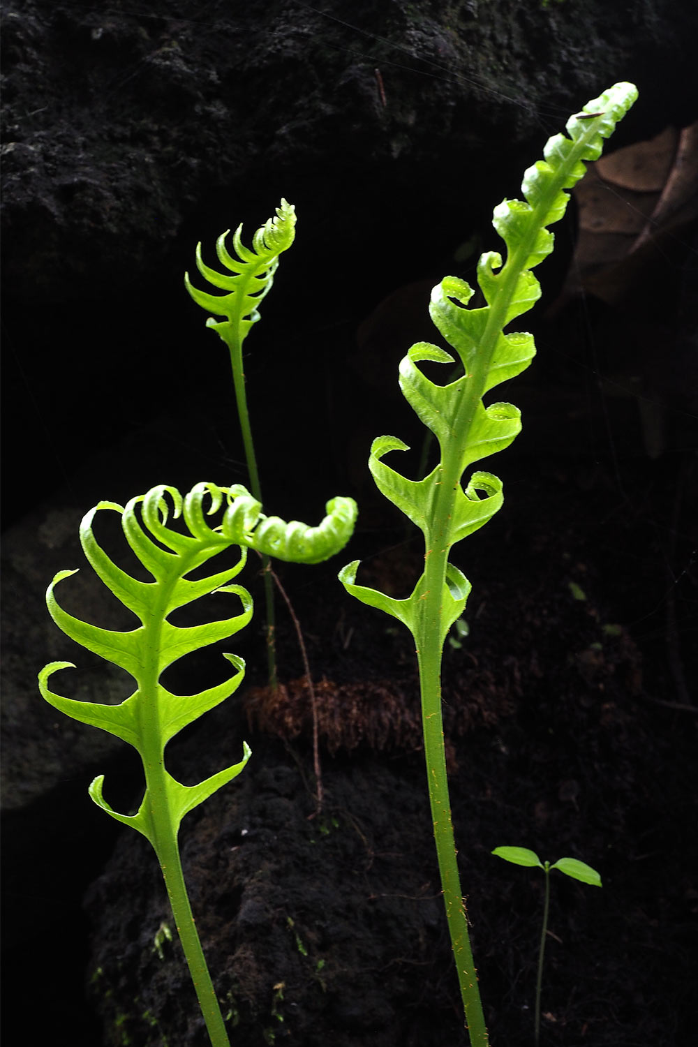 2018-11-kanarische-inseln-M0003879ak-el-hierro-camino-de-jinama-farn Camino de Jinama: Farn . El Hierro . Kanarische Inseln 2018 (Foto: Andreas Kuhrt)