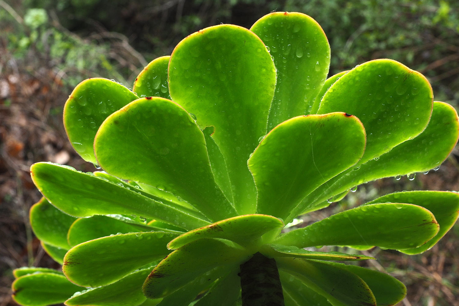 2018-11-kanarische-inseln-M0003881ak-el-hierro-camino-de-jinama-aeonium Camino de Jinama: Aeonium . El Hierro . Kanarische Inseln 2018 (Foto: Andreas Kuhrt)