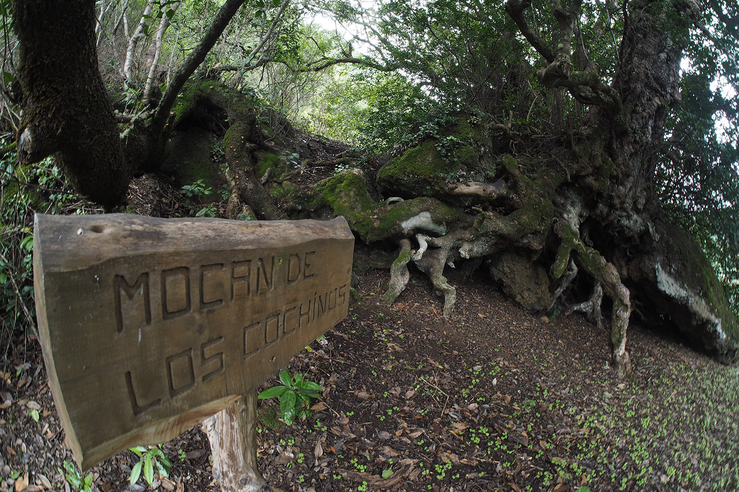 2018-11-kanarische-inseln-M0003891ak-el-hierro-camino-de-jinama-mocan-de-los-cochinos Camino de Jinama: Mocán de los Cochinos . El Hierro . Kanarische Inseln 2018 (Foto: Andreas Kuhrt)