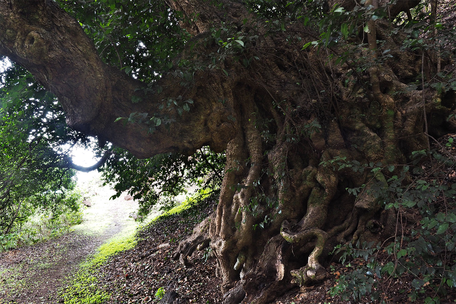 2018-11-kanarische-inseln-M0003893ak-el-hierro-camino-de-jinama-mocan-baum Camino de Jinama: Mocán (Visnea mocanera) . El Hierro . Kanarische Inseln 2018 (Foto: Andreas Kuhrt)