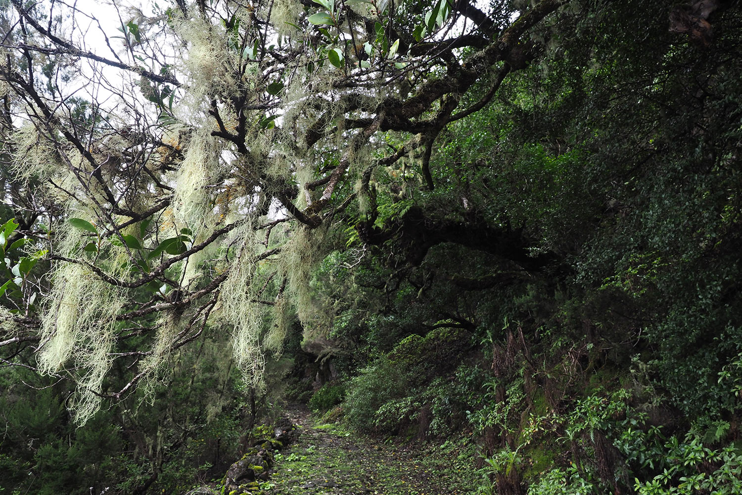 2018-11-kanarische-inseln-M0003903ak-el-hierro-camino-de-jinama-bartflechten Camino de Jinama: Nebelwald . El Hierro . Kanarische Inseln 2018 (Foto: Andreas Kuhrt)