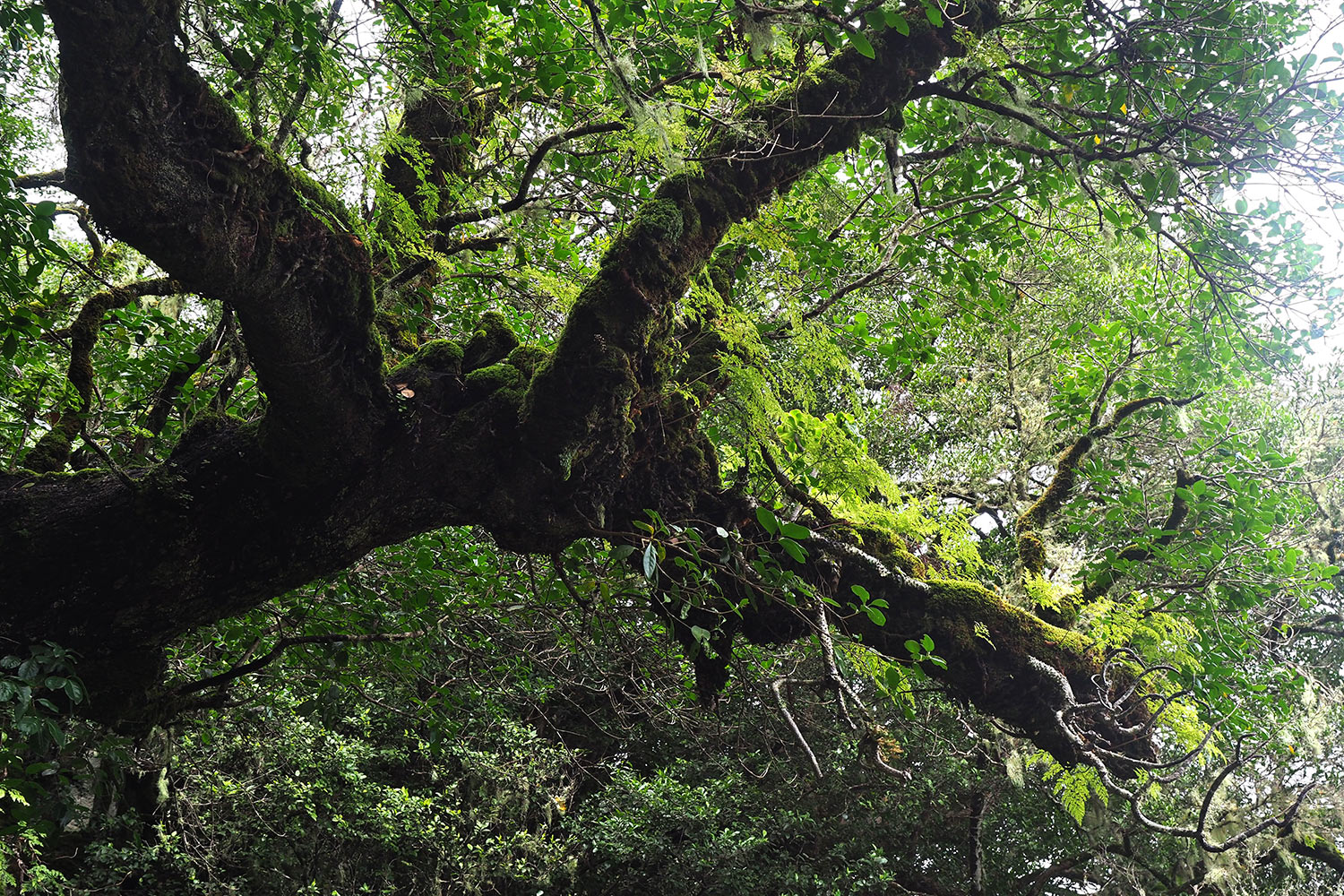 2018-11-kanarische-inseln-M0003910ak-el-hierro-camino-de-jinama-mocan Camino de Jinama: Mocán . El Hierro . Kanarische Inseln 2018 (Foto: Andreas Kuhrt)