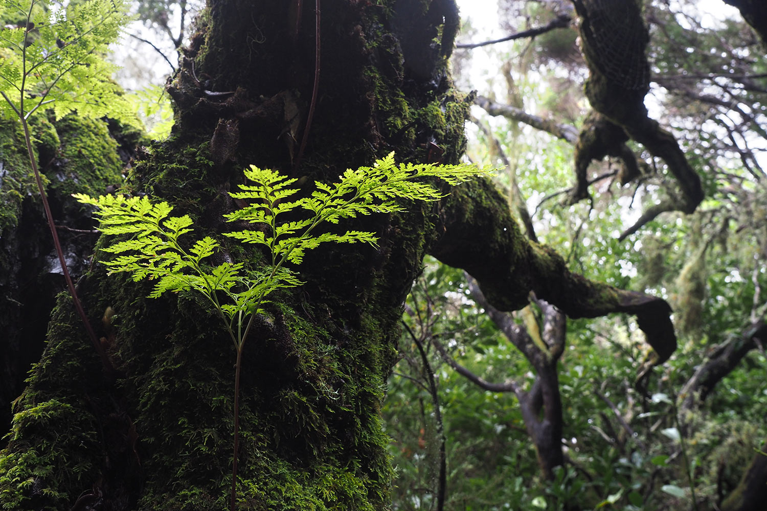 2018-11-kanarische-inseln-M0003926ak-el-hierro-camino-de-jinama-farn Camino de Jinama: Farn im Nebelwald . El Hierro . Kanarische Inseln 2018 (Foto: Andreas Kuhrt)