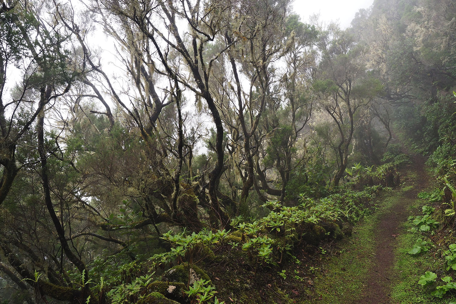 2018-11-kanarische-inseln-M0003946ak-el-hierro-camino-de-jinama-nebelwald Camino de Jinama: Baumheide . El Hierro . Kanarische Inseln 2018 (Foto: Andreas Kuhrt)
