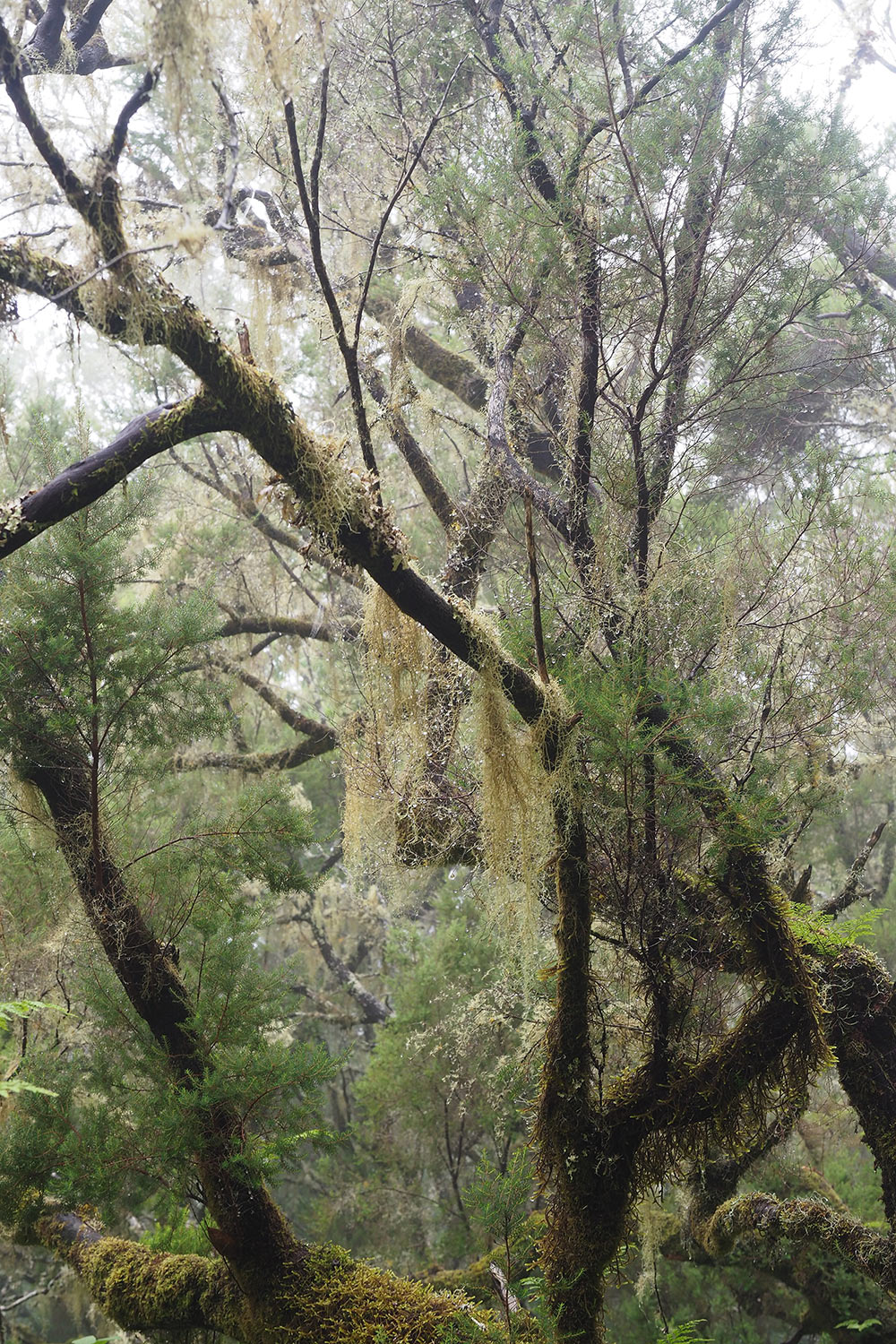 2018-11-kanarische-inseln-M0003953ak-el-hierro-camino-de-jinama-bartflechten Camino de Jinama: Baumheide . El Hierro . Kanarische Inseln 2018 (Foto: Andreas Kuhrt)