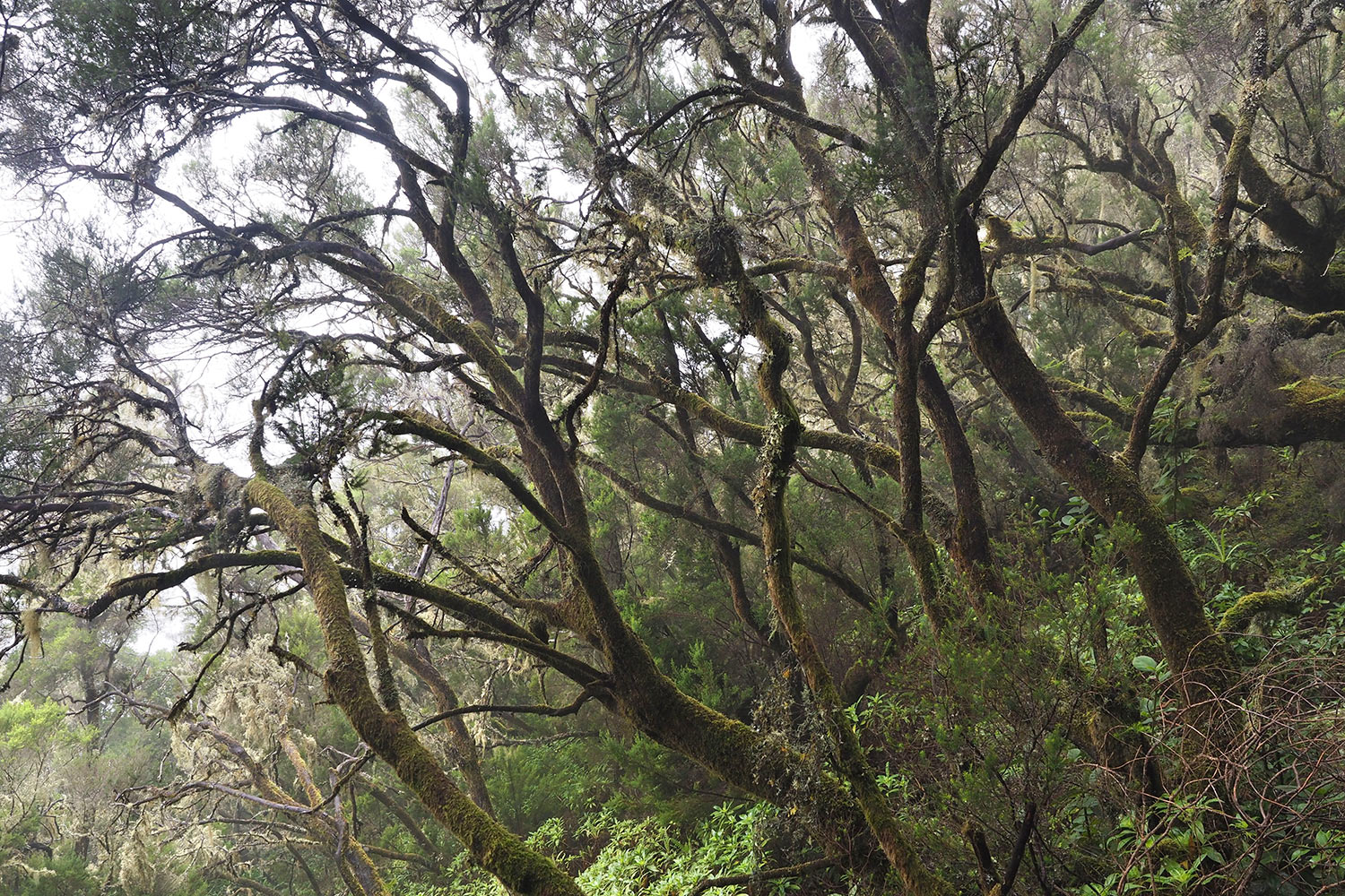 2018-11-kanarische-inseln-M0003956ak-el-hierro-camino-de-jinama-nebelwald Camino de Jinama: Baumheide . El Hierro . Kanarische Inseln 2018 (Foto: Andreas Kuhrt)
