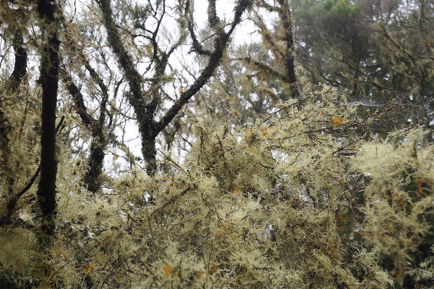 2018-11-kanarische-inseln-M0003962ak-el-hierro-camino-de-jinama-bartflechten Camino de Jinama: Baumheide . El Hierro . Kanarische Inseln 2018 (Foto: Andreas Kuhrt)