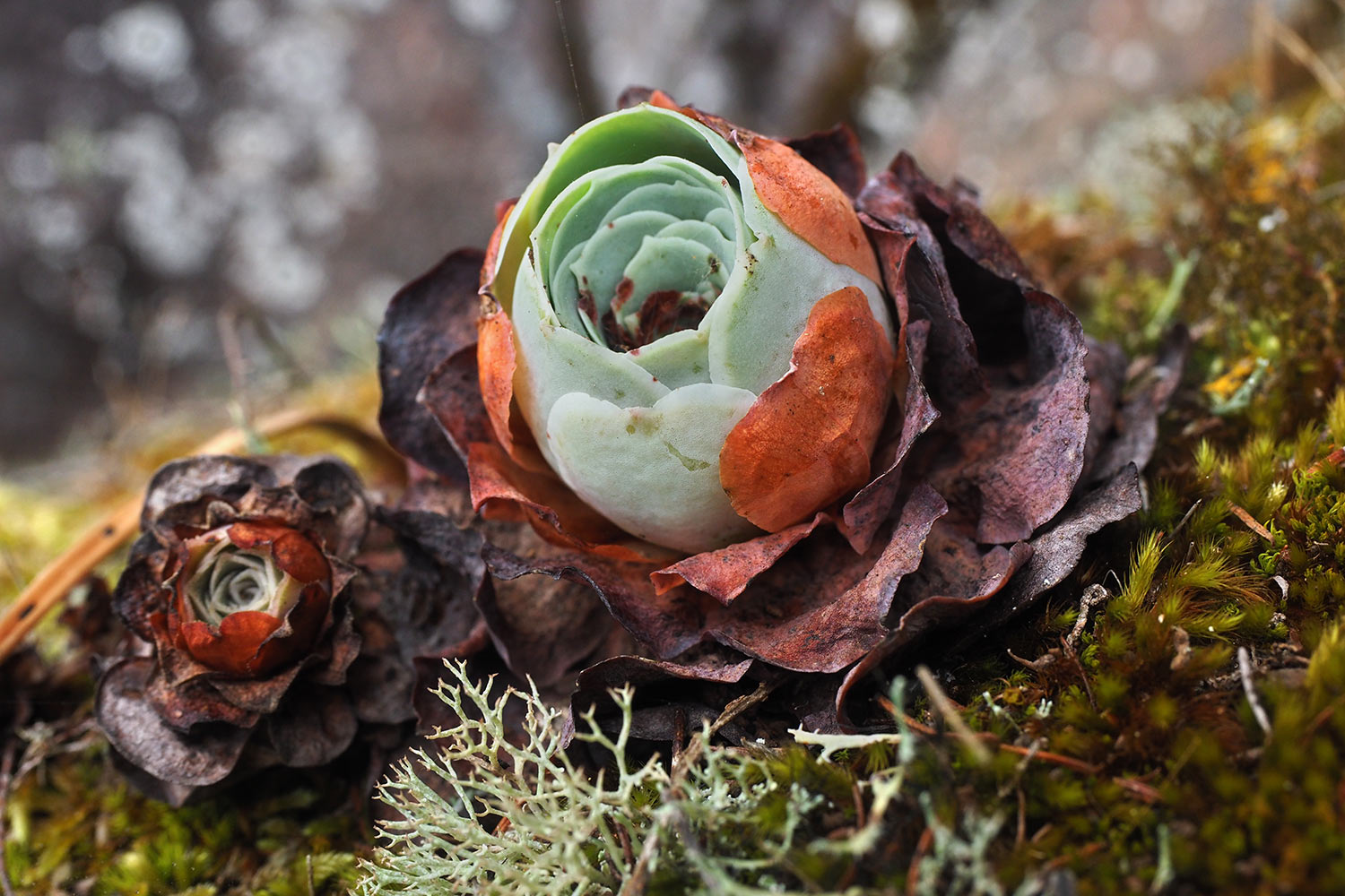2018-11-kanarische-inseln-M0003967ak-el-hierro-camino-de-jinama-aeonium Camino de Jinama: Aeonium . El Hierro . Kanarische Inseln 2018 (Foto: Andreas Kuhrt)