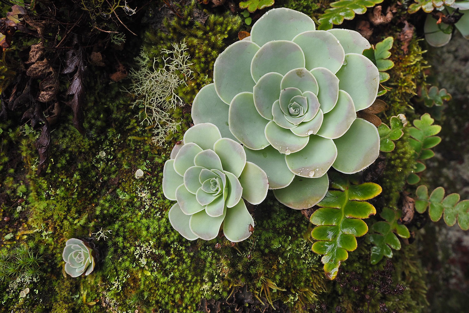 2018-11-kanarische-inseln-M0003971ak-el-hierro-camino-de-jinama-aeonium Camino de Jinama: Aeonium . El Hierro . Kanarische Inseln 2018 (Foto: Andreas Kuhrt)