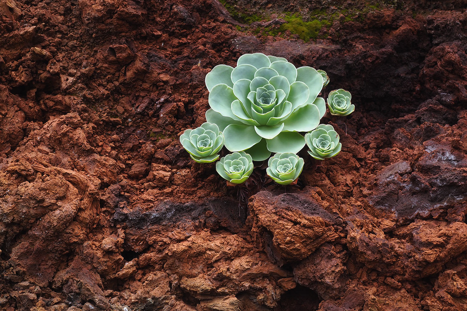 2018-11-kanarische-inseln-M0003983ak-el-hierro-camino-de-jinama-aeonium Camino de Jinama: Aeonium-Familie . El Hierro . Kanarische Inseln 2018 (Foto: Andreas Kuhrt)