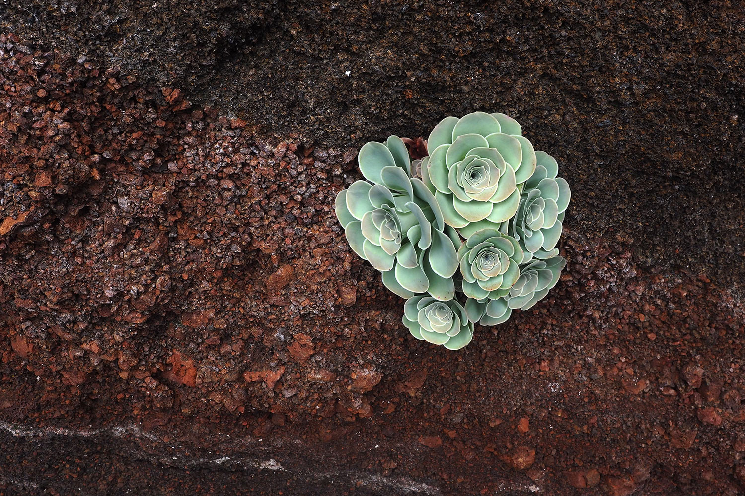 2018-11-kanarische-inseln-M0003985ak-el-hierro-camino-de-jinama-aeonium Camino de Jinama: Aeonium-Polster . El Hierro . Kanarische Inseln 2018 (Foto: Andreas Kuhrt)
