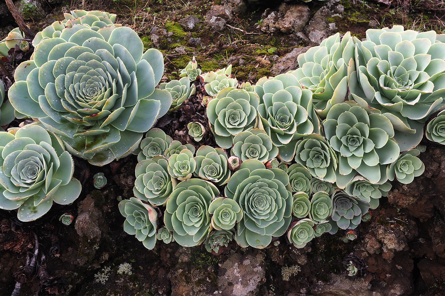 2018-11-kanarische-inseln-M0004014ak-el-hierro-camino-de-la-virgen-aeonium Aeonium am Straßenrand . El Hierro . Kanarische Inseln 2018 (Foto: Andreas Kuhrt)