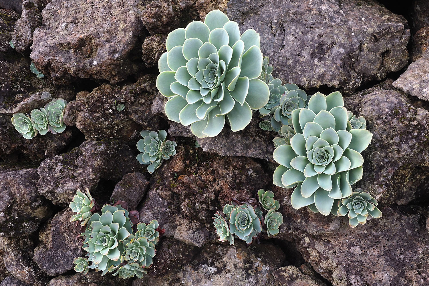 2018-11-kanarische-inseln-M0004016ak-el-hierro-camino-de-la-virgen-aeonium Aeonium am Straßenrand . El Hierro . Kanarische Inseln 2018 (Foto: Andreas Kuhrt)